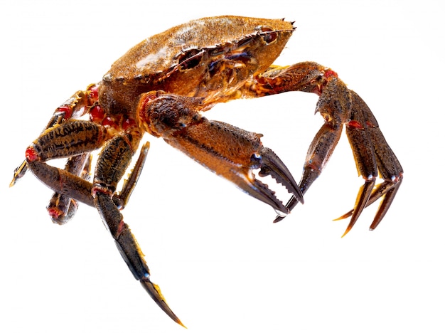 Necoras galiciens (de Galice) en mouvement. Délicieux fruits de mer du golfe de Gascogne et de l'Atlantique. Crabes frais et vivants isolés.