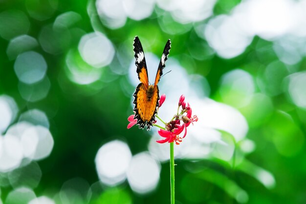 Photo nectar de papillon.