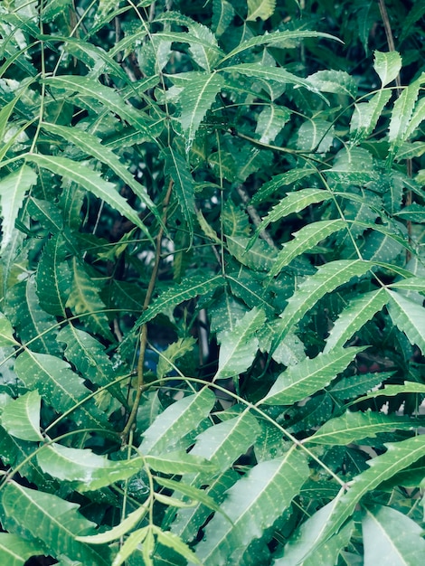 Neem Green Leaf On Rainy avec des gouttes de pluie