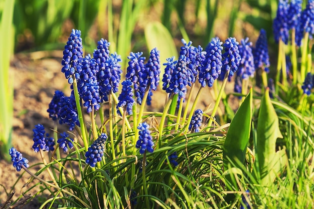 Négligé Muscari