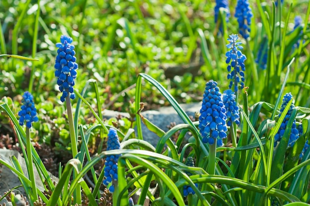 Négligé Muscari