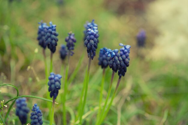 Négligé Muscari