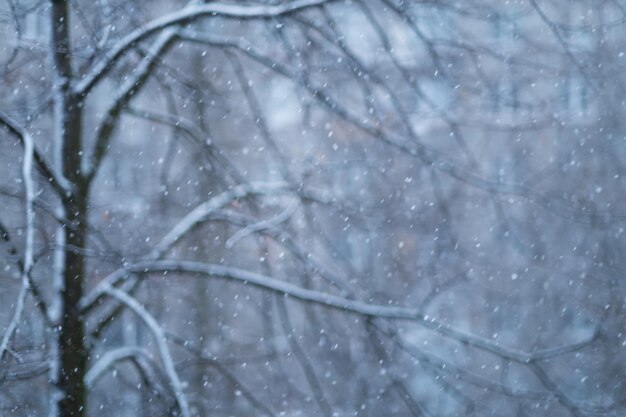 La neige abstraite de fond brouillé tombe sur l'arbre