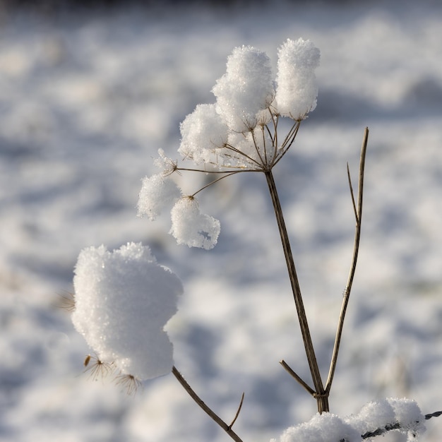 Neige accrochée à une tige morte de Cow Parsley en hiver