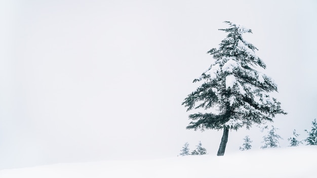 Photo neige et arbre