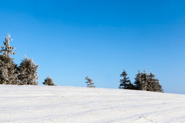 la neige et les arbres