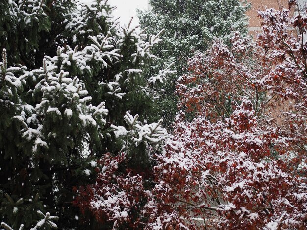 Neige sur les arbres