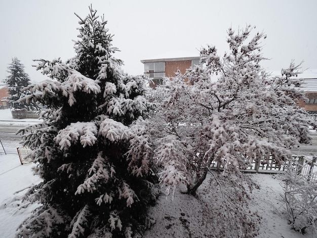 Neige sur les arbres