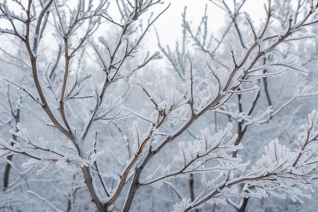 Neige blanche sur des branches d'arbres nues par une journée d'hiver glaciale près de fond naturel fond botanique sélectif photo de haute qualité