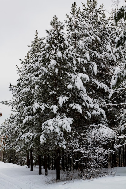 Neige blanche a couvert des pins dans la forêt d&#39;hiver.