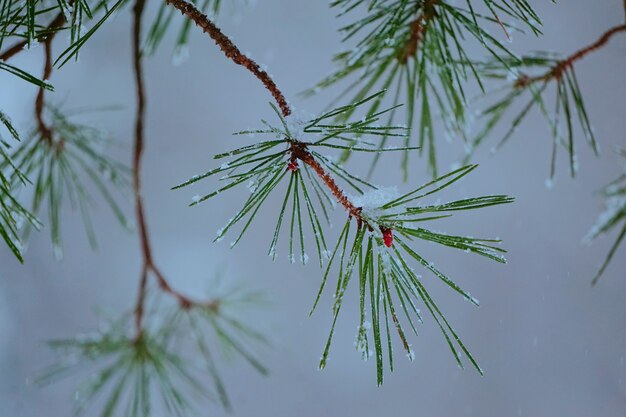 la neige et les branches d&#39;arbres abstraits dans la montagne dans la nature