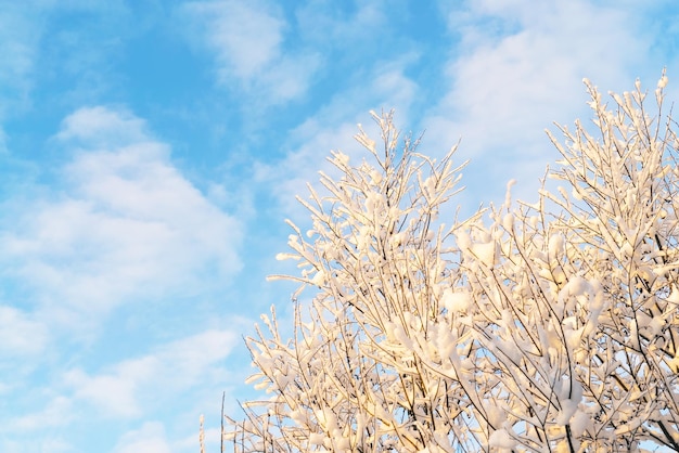 Neige sur les branches d'arbres après une chute de neige contre un ciel bleu