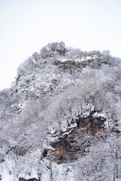 Neige sur les branches des arbres après une chute de neige