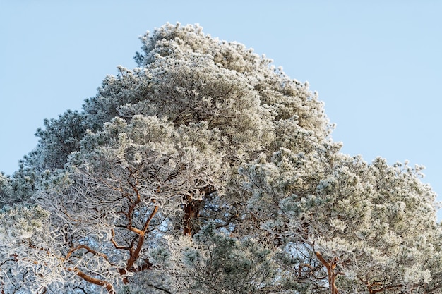 Neige sur les branches d'arbres dans un parc d'hiver Temps glacial