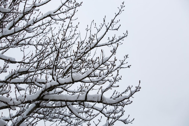 Neige sur les branches des arbres. Fond gris