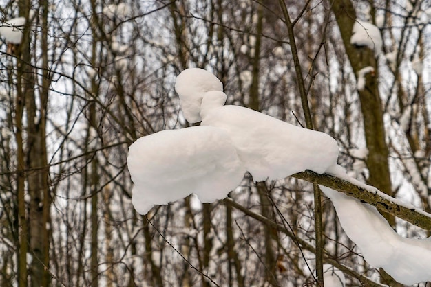 Neige sur les branches des arbres de forme inhabituelle. Jour d'hiver. région de Léningrad.