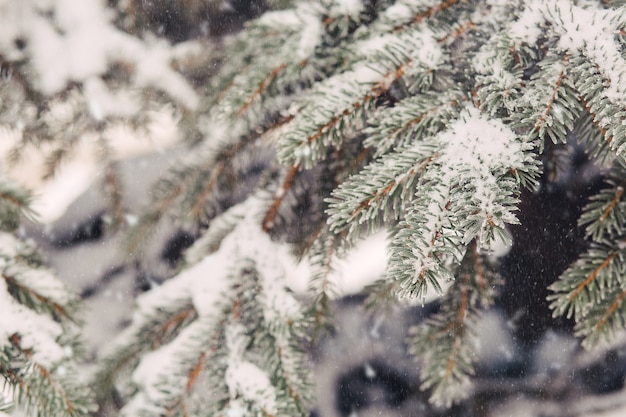 Neige sur les branches du sapin en hiver