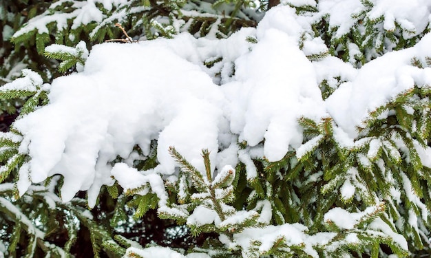 Neige sur les branches du sapin