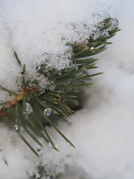 de la neige sur les branches d'épinette.