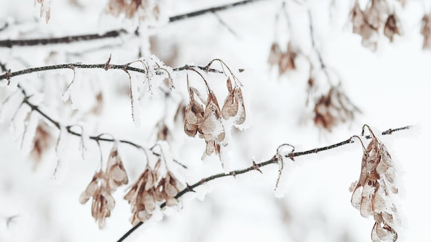 Neige sur les branches des érables en hiver, milieux naturels