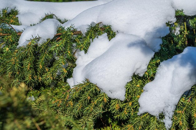 Neige sur les branches de pins dans le parc d'hiver Ukraine