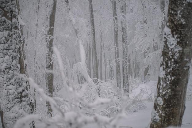 Neige dans la forêt brumeuse