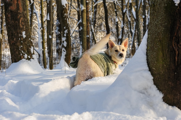 Neige dans la forêt