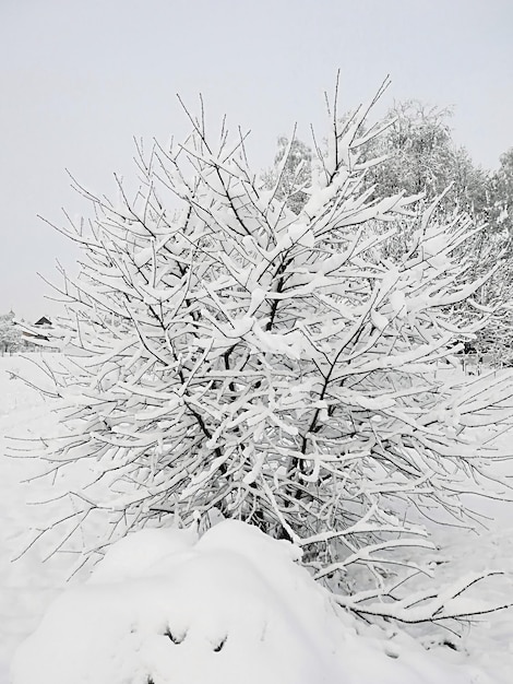 Photo neige épaisse sur les branches des buissons et des arbres.