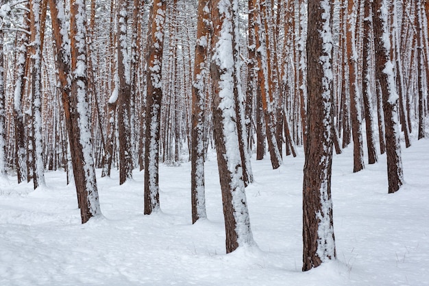 Neige sur les épicéas et les pins à Surami, forêt de pins