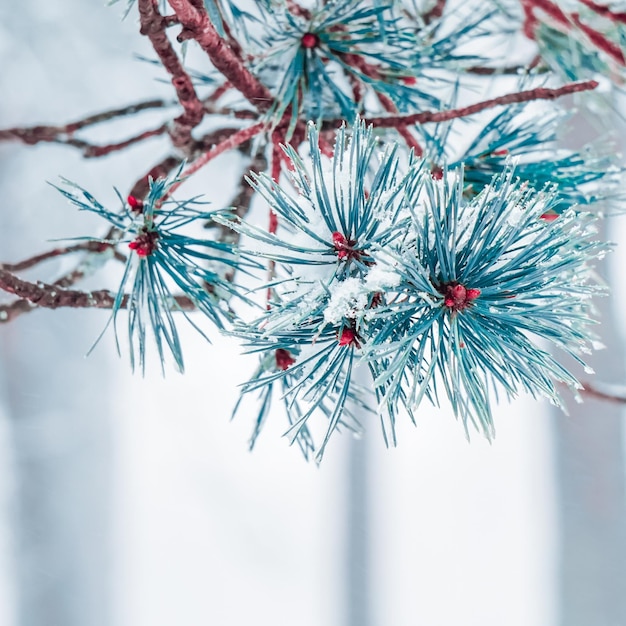 neige sur les feuilles de pin en hiver