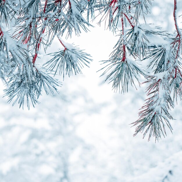 neige sur les feuilles de pin en hiver