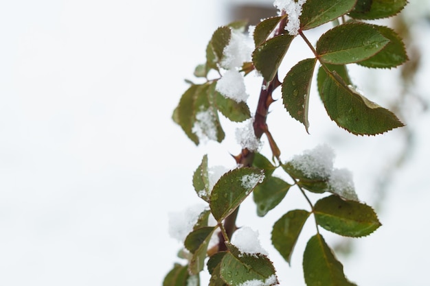 Neige sur les feuilles vertes des plantes dans le jardin