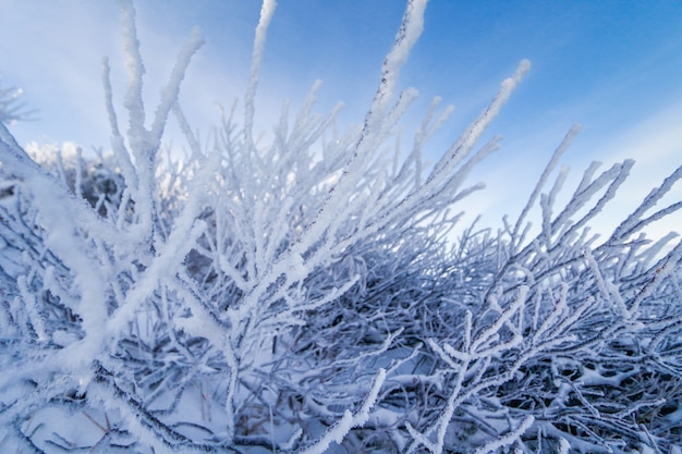 neige, forêt, trèfle, montagne, daisen, japon