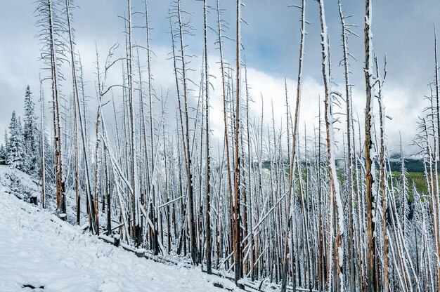 Neige fraîche sur les arbres morts à Dunraven Pass dans le Parc National de Yellowstone