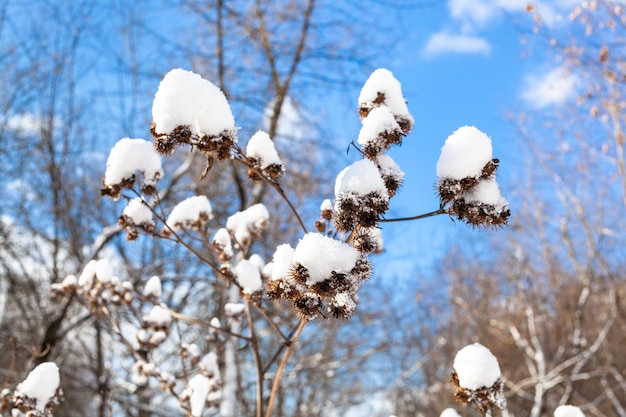 Neige fraîche sur capitule de gros plan de bardane