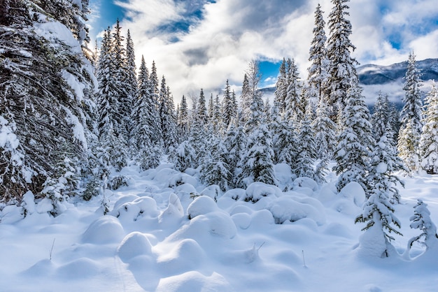 Neige fraîche sur la forêt dans le parc national Kootenay, Colombie-Britannique, Canada