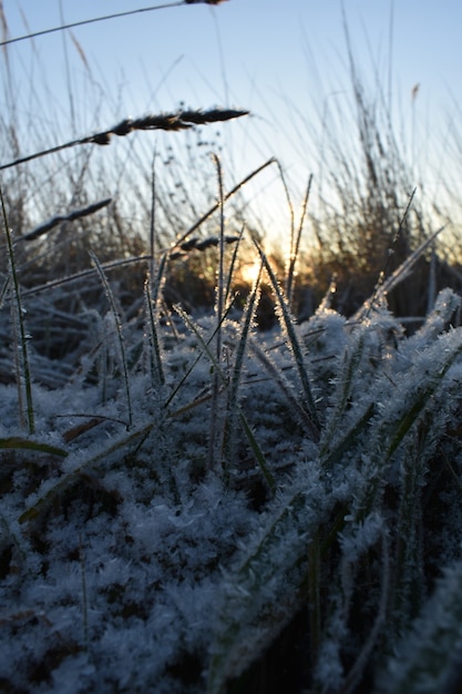 Neige fraîche sur l'herbe et l'aube