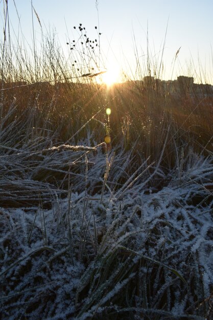 Neige fraîche sur l'herbe et l'aube