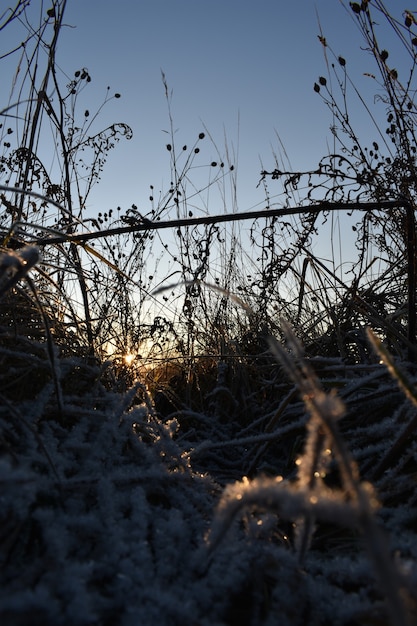 Neige fraîche sur l'herbe et l'aube