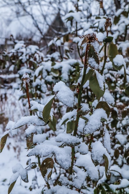 Neige fraîche sur un rosier gelé