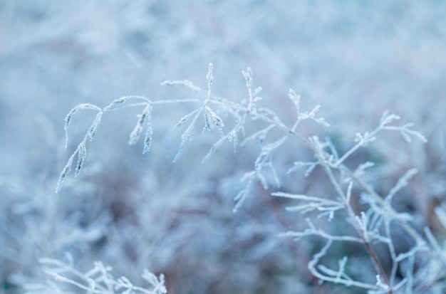 Neige et givre sur l'herbe