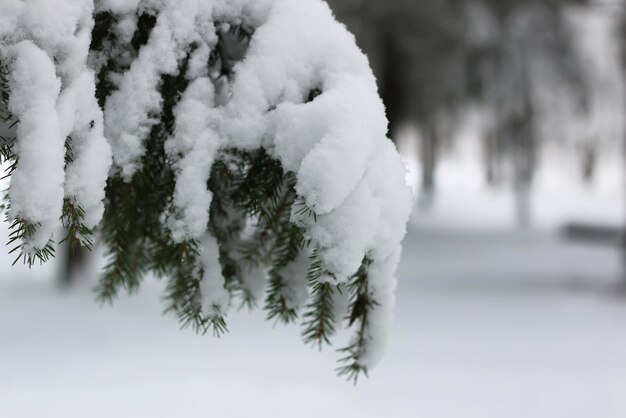 Neige d'hiver sur une branche de sapin