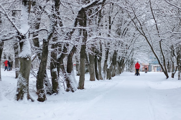 Neige d'hiver sur tree PARK