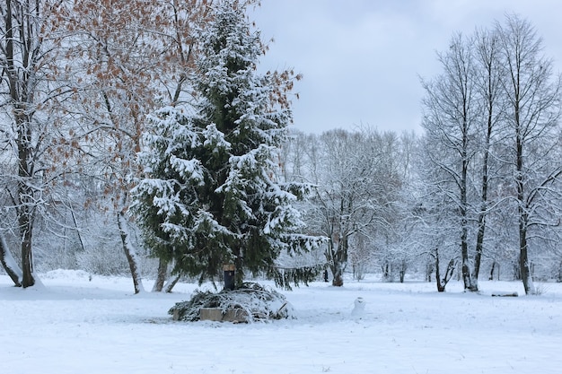 Neige d'hiver sur tree PARK