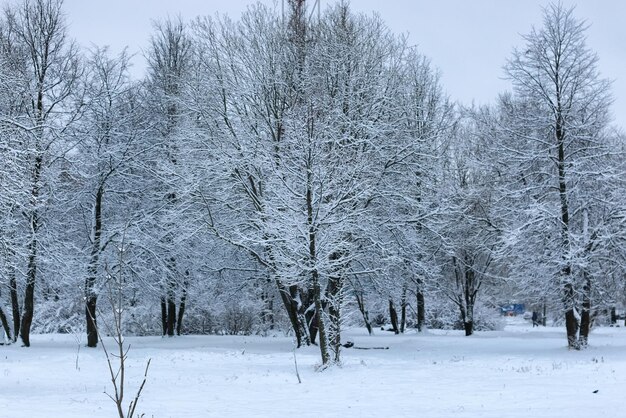Neige d'hiver sur tree PARK