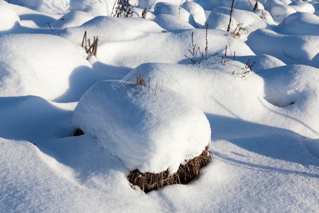 Neige en hiver