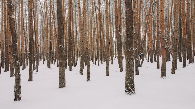 neige à l'intérieur de la forêt. Arbres enneigés massifs à l'intérieur de la forêt