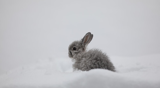 neige lapin lièvre hiver