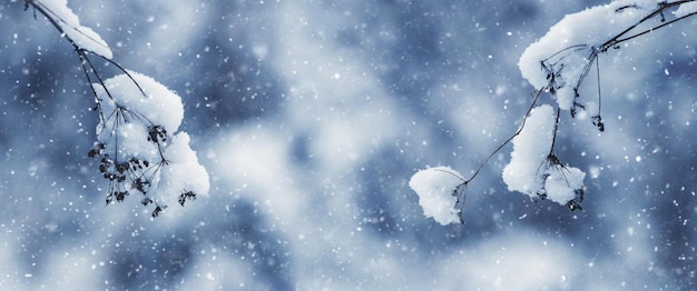 Neige pelucheuse blanche sur des branches d'une plante sèche en hiver sur un arrière-plan flou