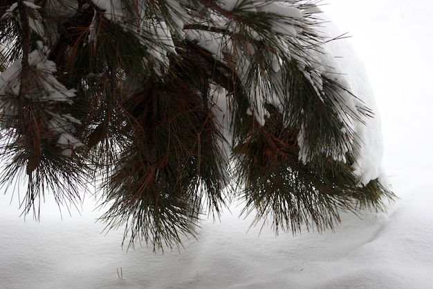 Neige sur le pin abstrait d'hiver